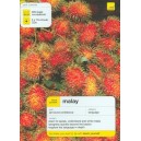 Teach Yourself: Malay + CD Pack / Christopher Byrnes, Tam Lye Suan